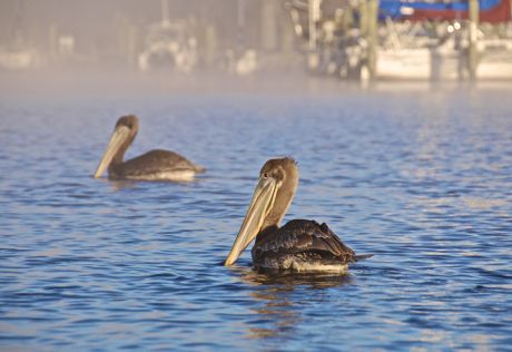 Pelicans