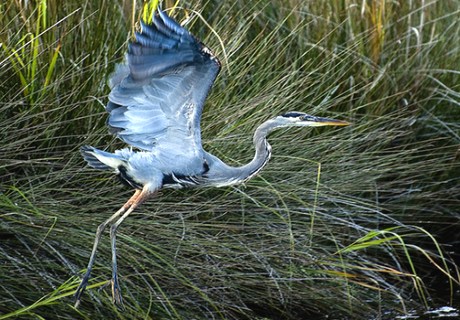 heron