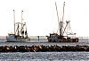 lady barbara leaves