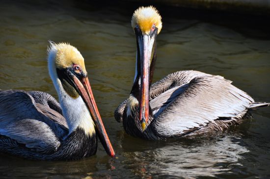 pelicans