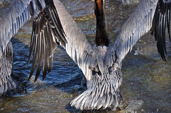 pelican wing feathers