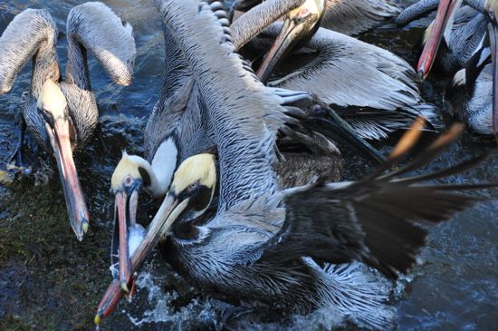 pelican beaks