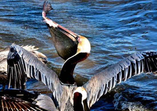 pelican pouch fish tail