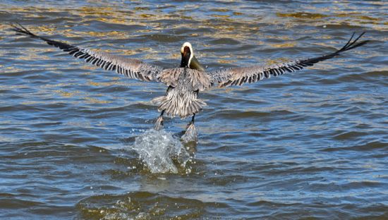 pelican flies fish
