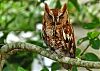 owl wink holly tree