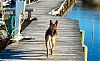 sadie pet of the month dock