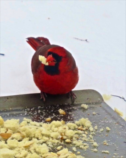 snow red bird