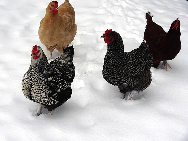 snow chickens