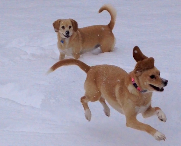 snow feb 2014 dogs