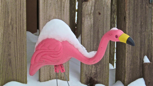 snow feb 2014 flamingo del rio