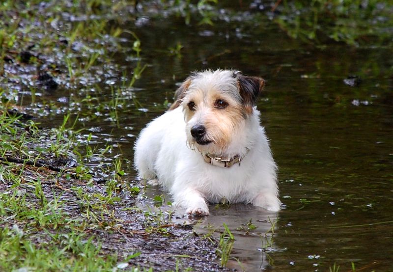 betsy helen bland jack russell puddle
