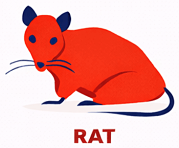 Rat
