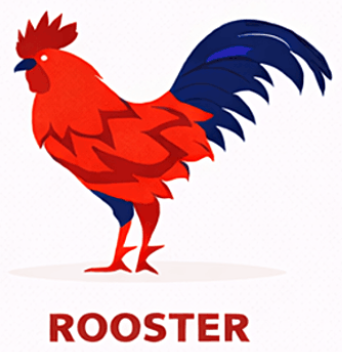 Rooster