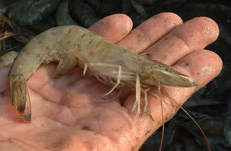 one shrimp