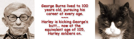 harley and george