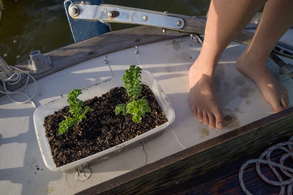 Two plants are planted in a plastic box. The box sits on the deck of the boat next to Emily's feet.