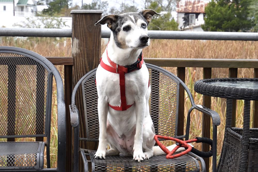 a dog with two different colored eyes sits in a metal chair outside
