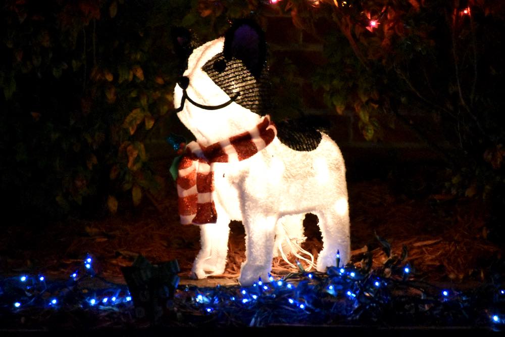 a small light-up black and white dog wears a red scarf