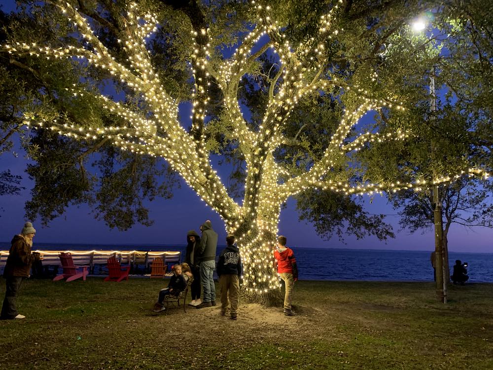 large oak tree in riverside park wrapped in lights