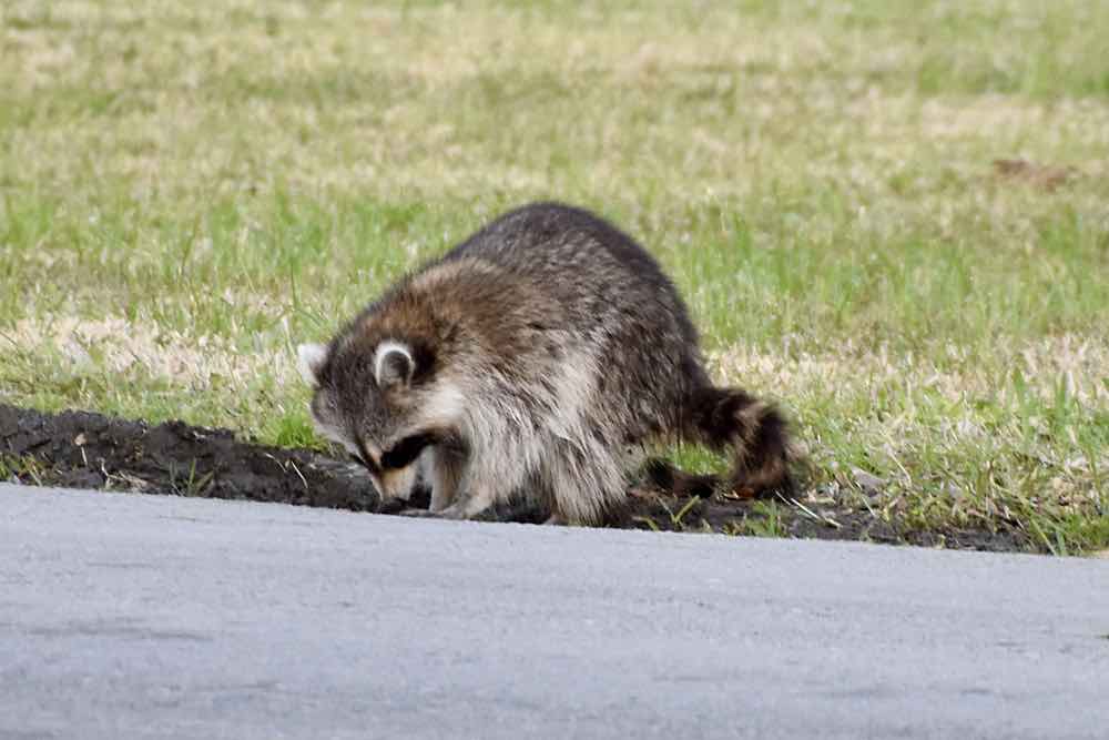 sick raccoon bowed over street