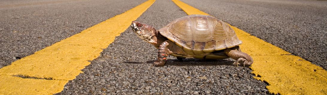 a small box turtle crossing two yellow lines on an asphalt road