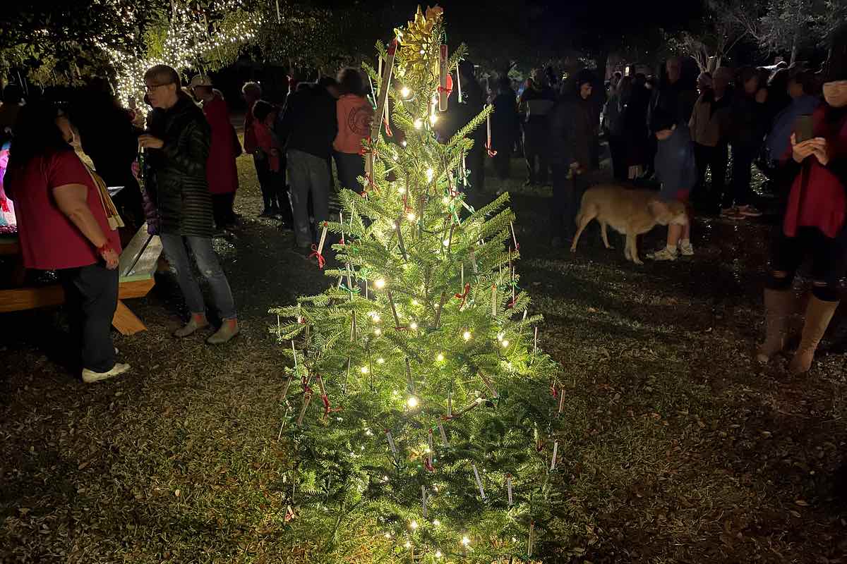 In a park at night, a crowd stands around a lit Christmas tree.